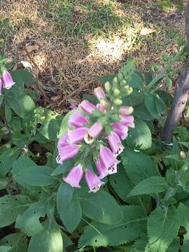 Imagem de Digitalis purpurea subsp. purpurea