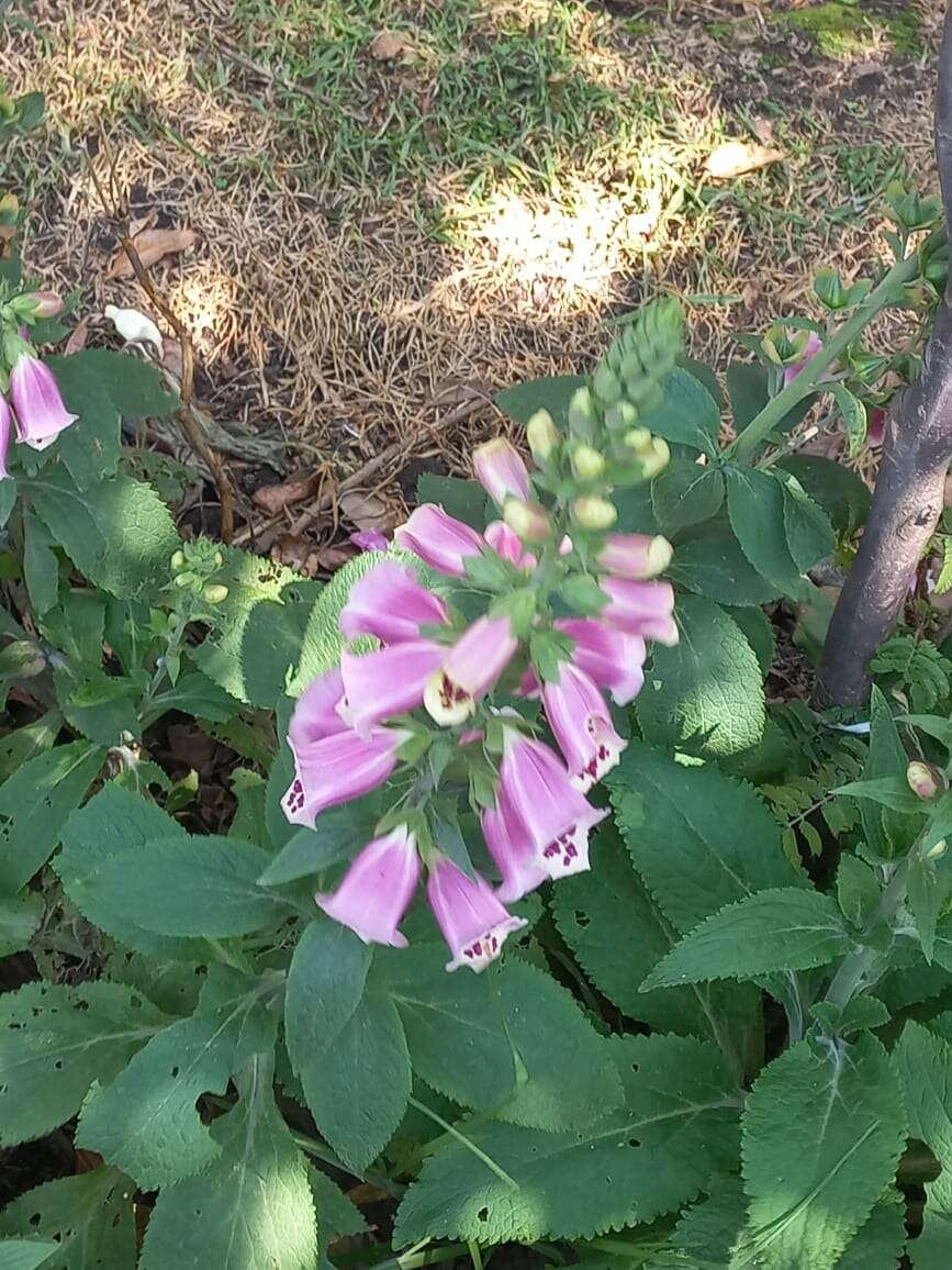 Image of purple foxglove