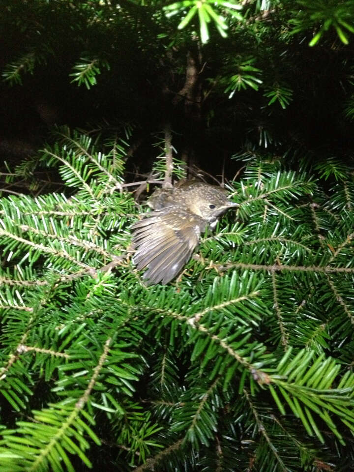 Image of Bicknell's thrush