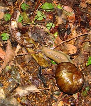 Image of Urocyclus kirkii Gray 1864