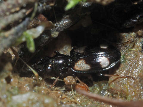 Image de Bembidion (Nepha) genei Küster 1847