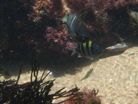 Image of Yellowtail sergeant