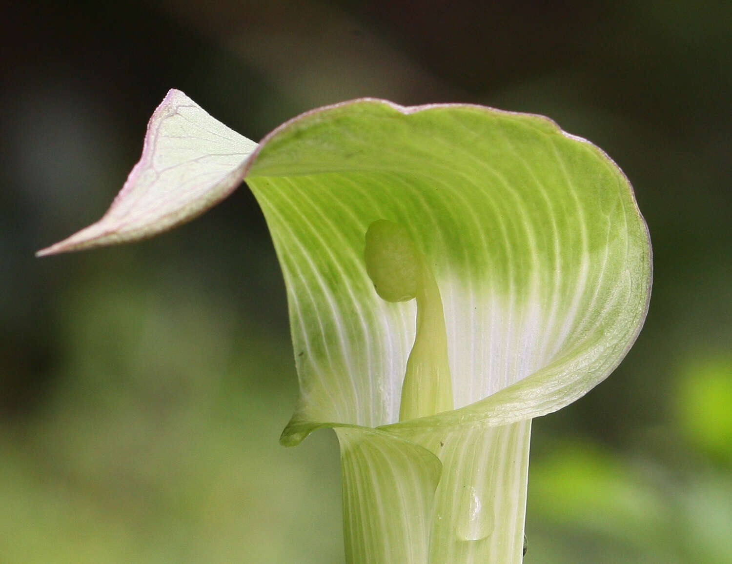 Image of Arisaema yamatense subsp. sugimotoi (Nakai) H. Ohashi & J. Murata