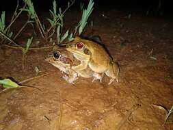 Image of Giant Frog