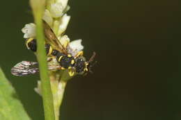 Cerceris pictiventris formosicola Strand 1913 resmi