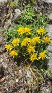 Image of pygmy goldenweed