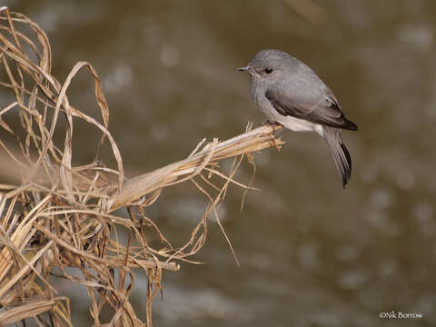 Слика од Muscicapa cassini Heine 1860