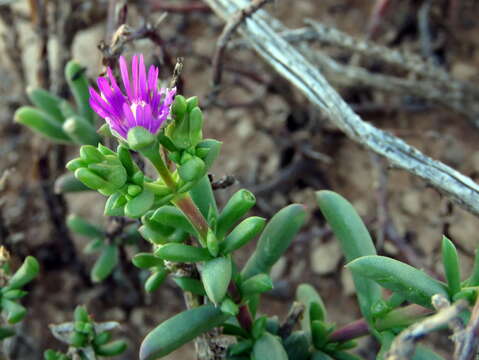 Image of Delosperma peersii Lavis