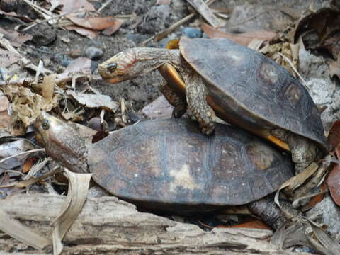 Image of Mexican Spotted Terrapin