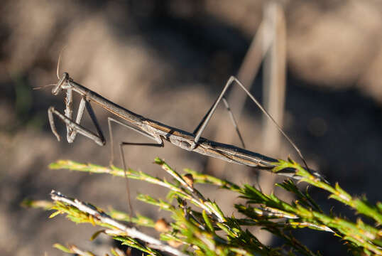 Image of Rhodomantis disparilis Westwood 1889