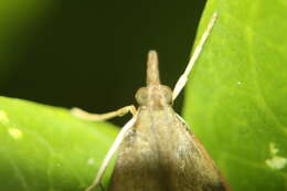 Image of Moth