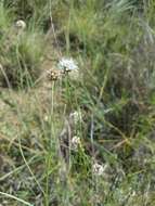 Image de Dalea multiflora (Nutt.) Shinners