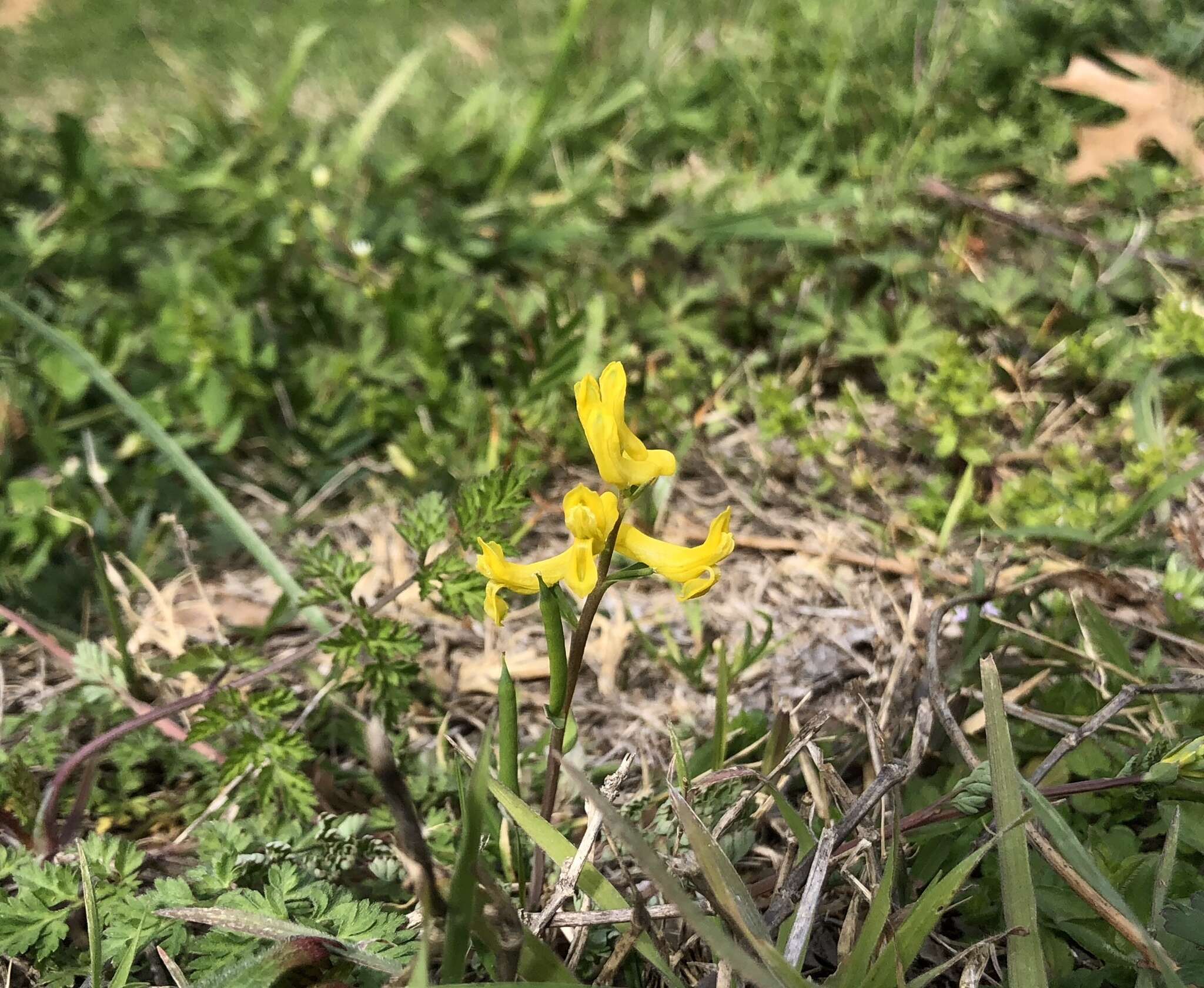 Image de Corydalis curvisiliqua subsp. occidentalis (Engelm. ex A. Gray) W. A. Weber