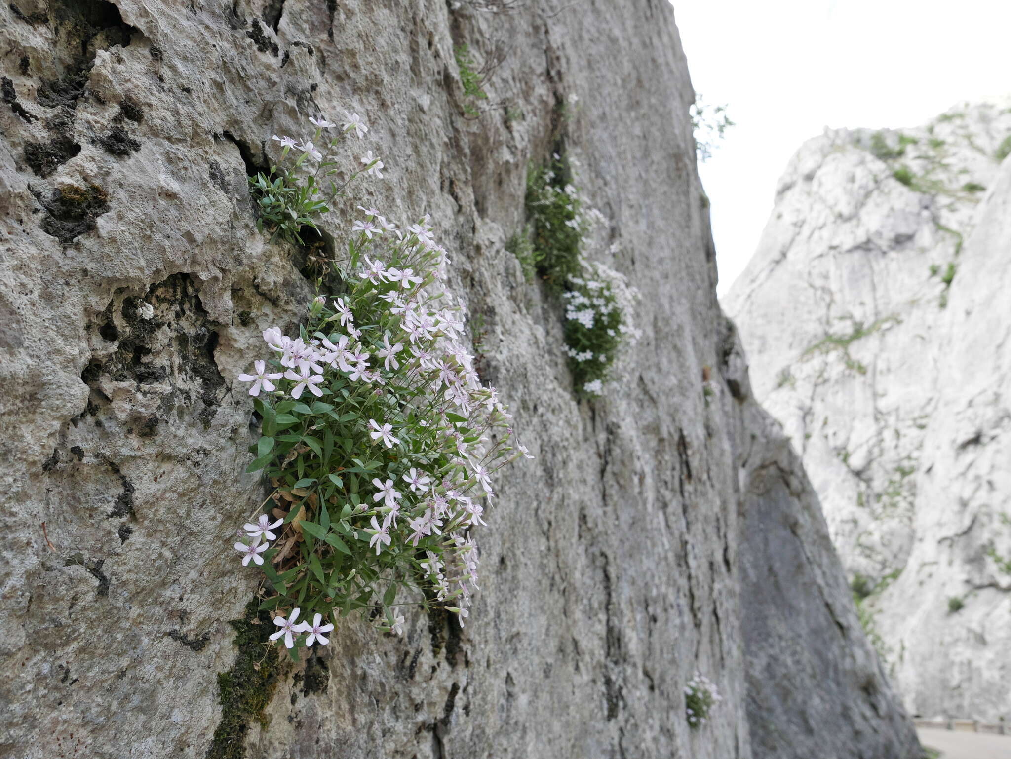 Image of Petrocoptis glaucifolia (Lag.) Pau