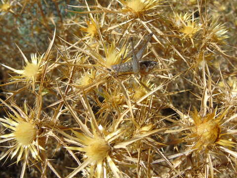 Image of Rhacocleis edentata Willemse & F. M. H. 1982