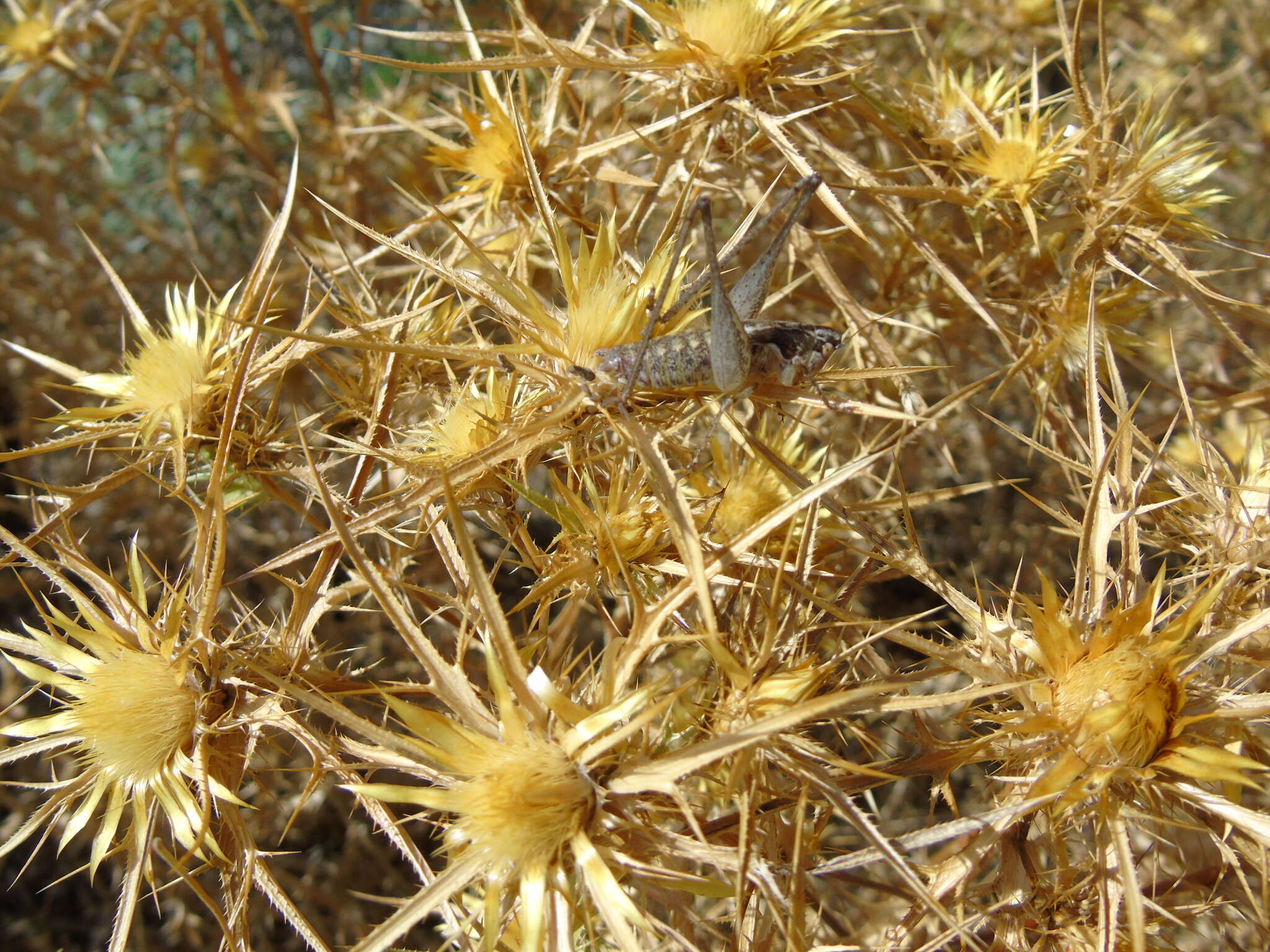 Слика од Rhacocleis edentata Willemse & F. M. H. 1982