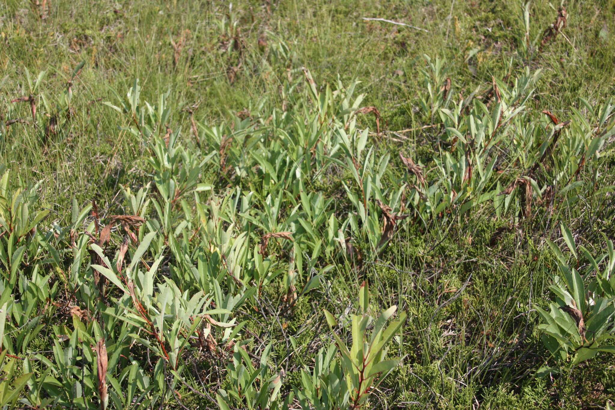 Image of <i>Prunus pumila</i> var. <i>depressa</i>