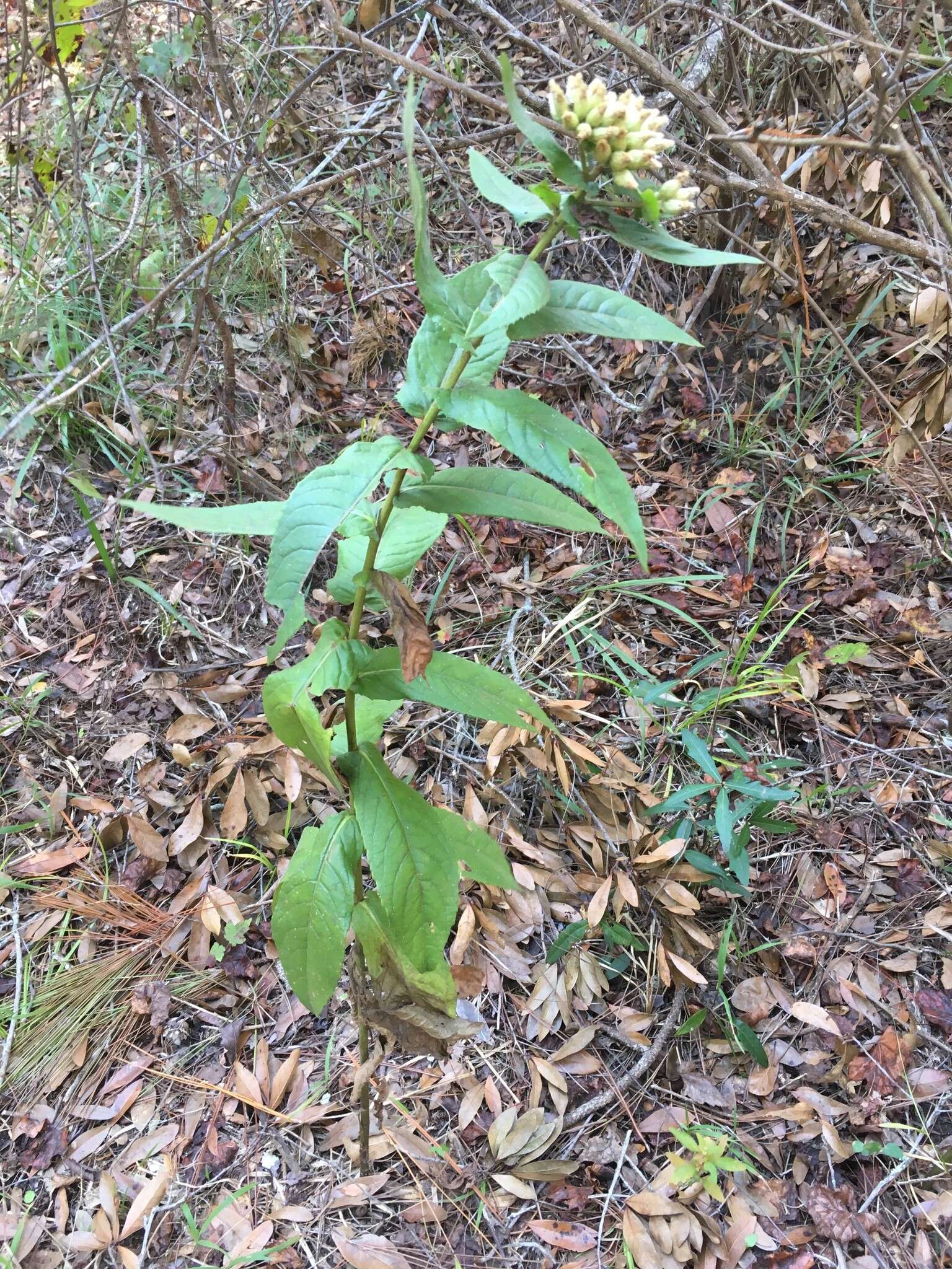 Pluchea longifolia Nash resmi