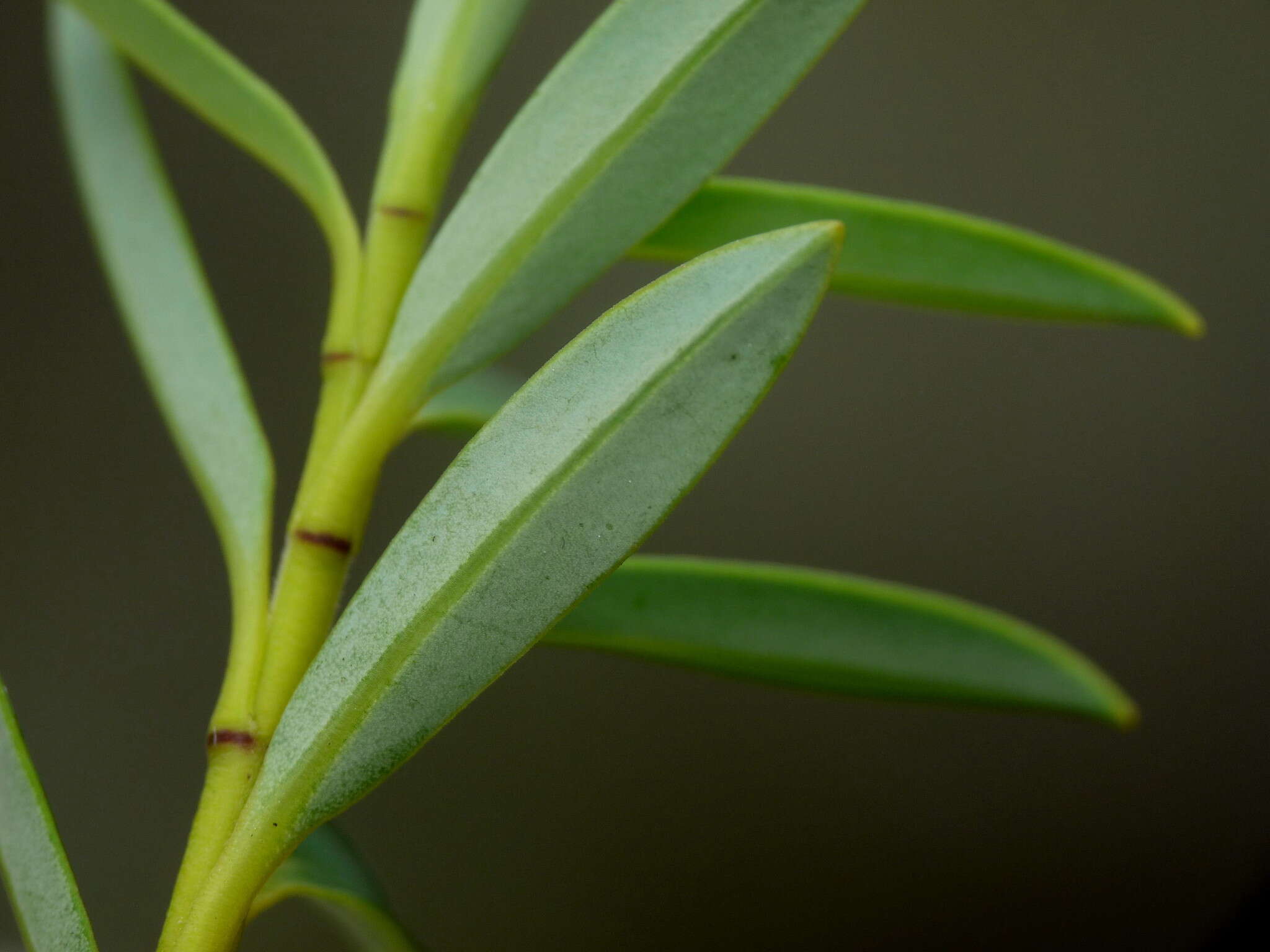 Image of <i>Veronica <i>rigidula</i></i> var. rigidula