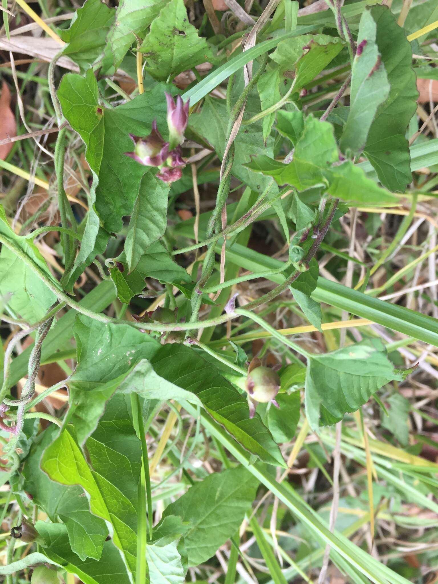 Image of Convolvulus farinosus L.