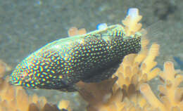 Image of Black leopard wrasse