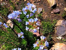 Image of Lobostemon fruticosus (L.) Buek