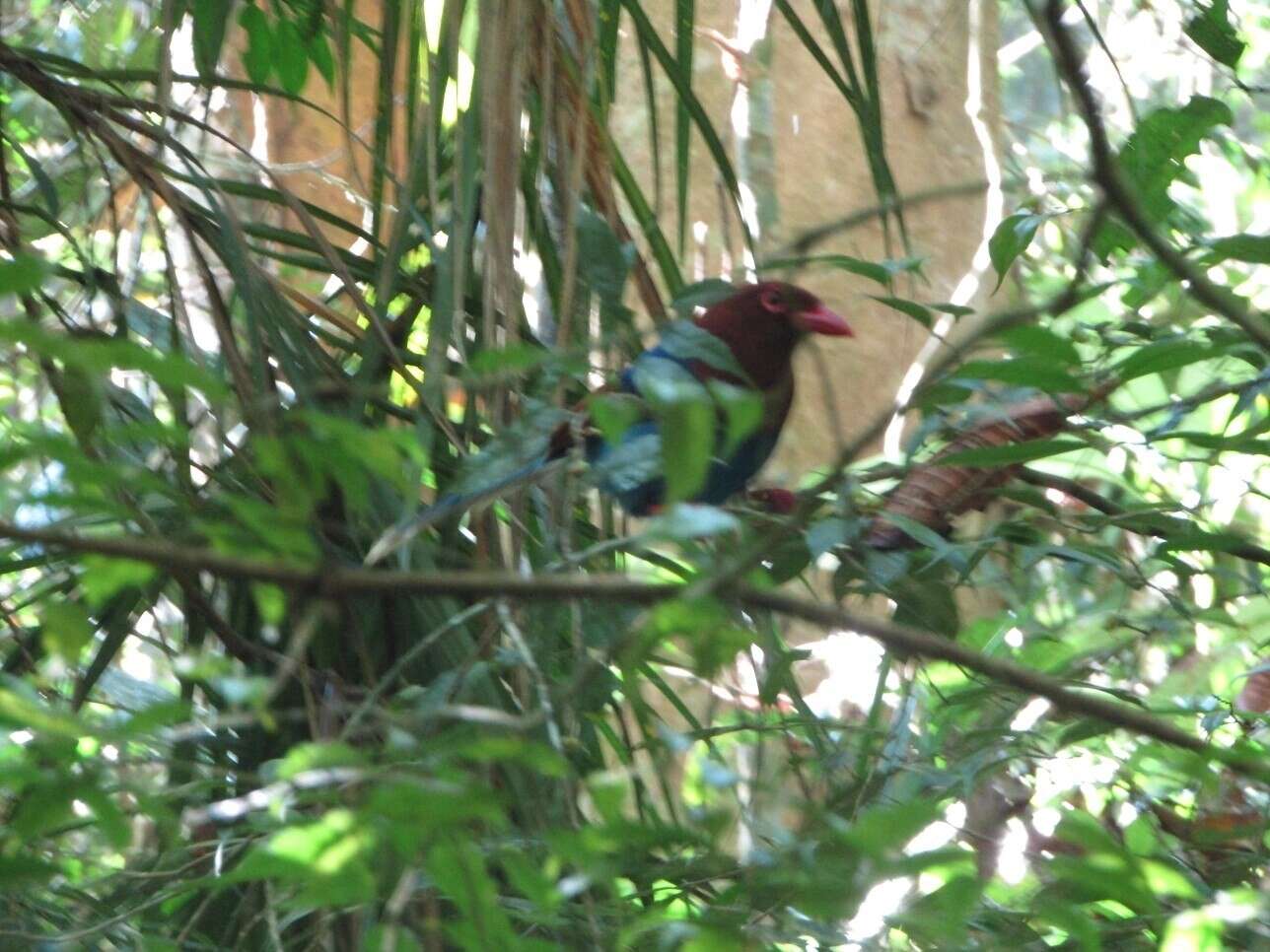 Image of Ceylon Blue Magpie