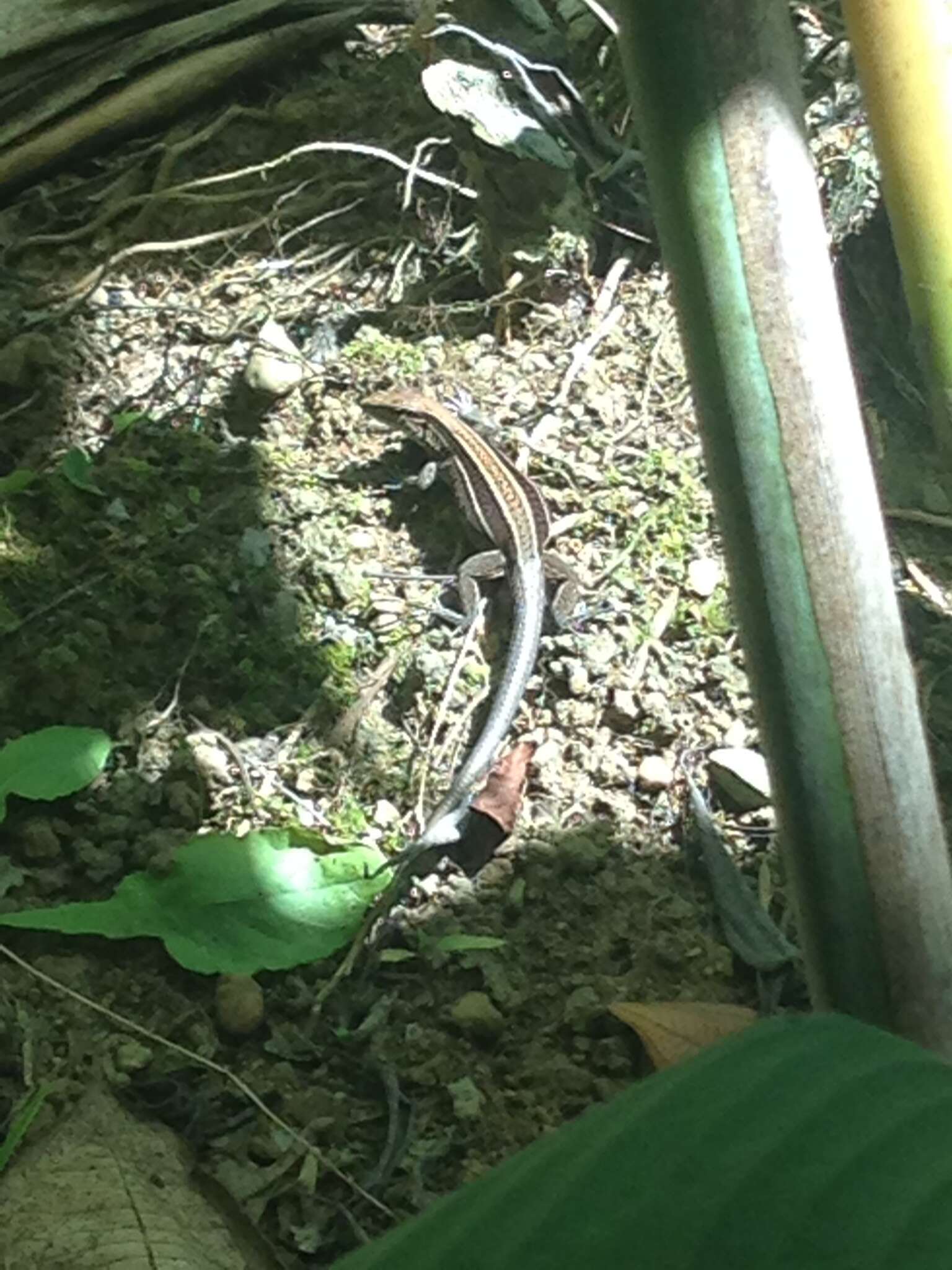 Image of Four-lined Ameiva