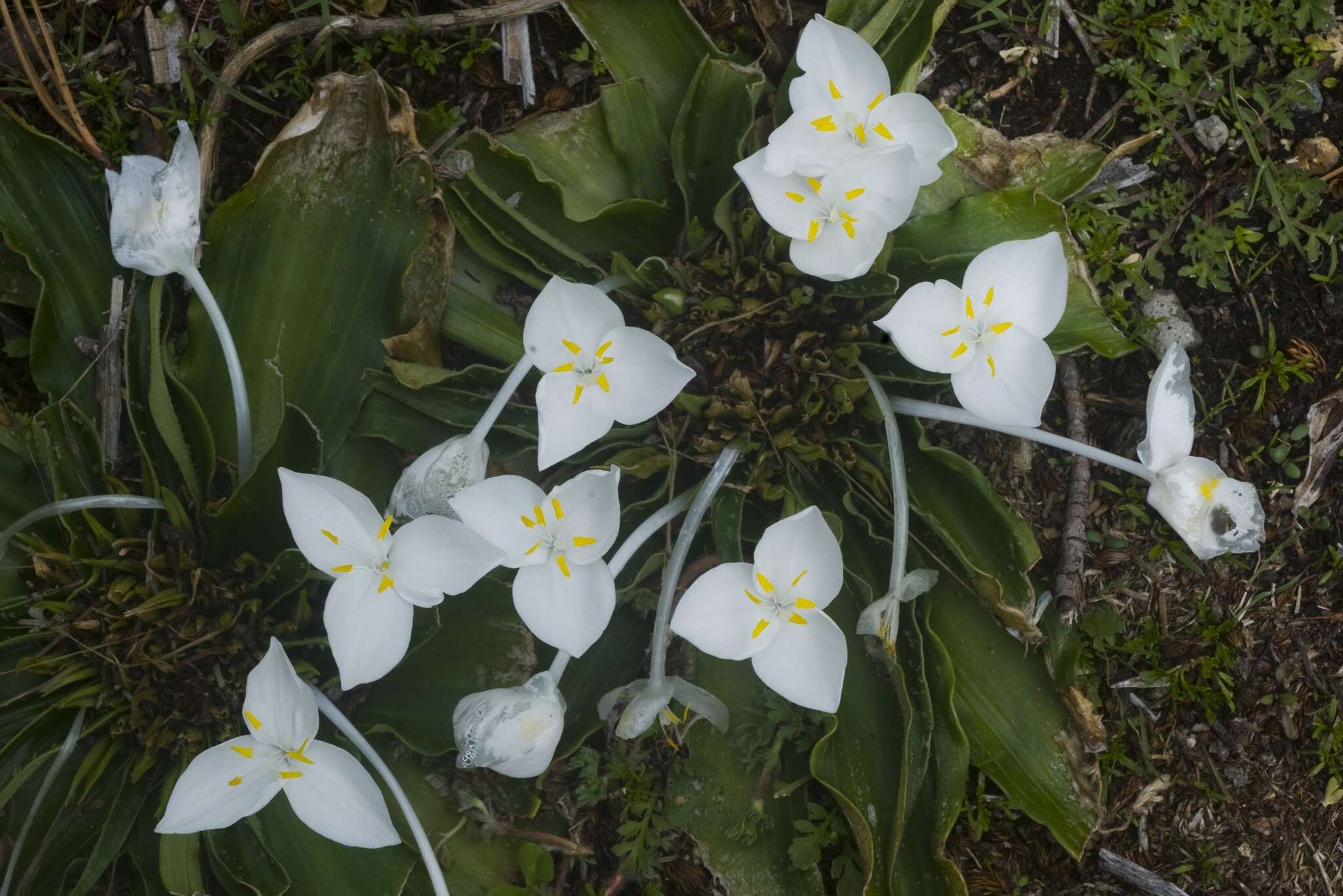 Image of Weldenia