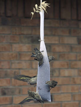 Image of Pine Siskin