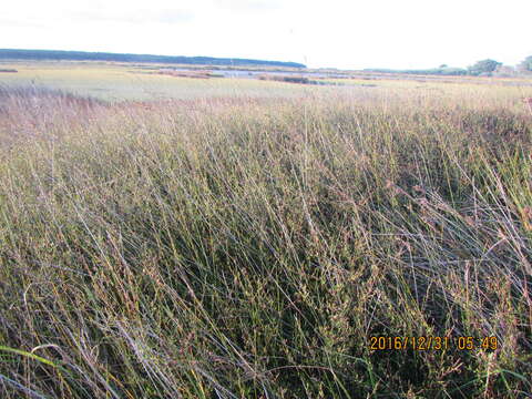 Image of Plagianthus divaricatus Forst.