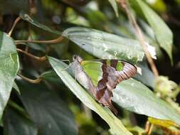 Слика од Graphium macleayanus (Leach 1814)