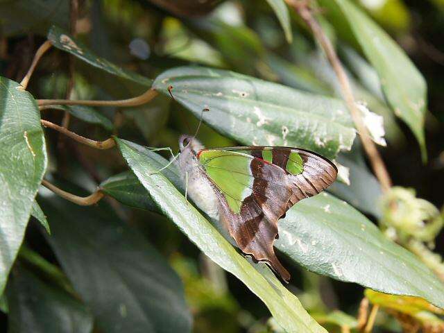 Слика од Graphium macleayanus (Leach 1814)