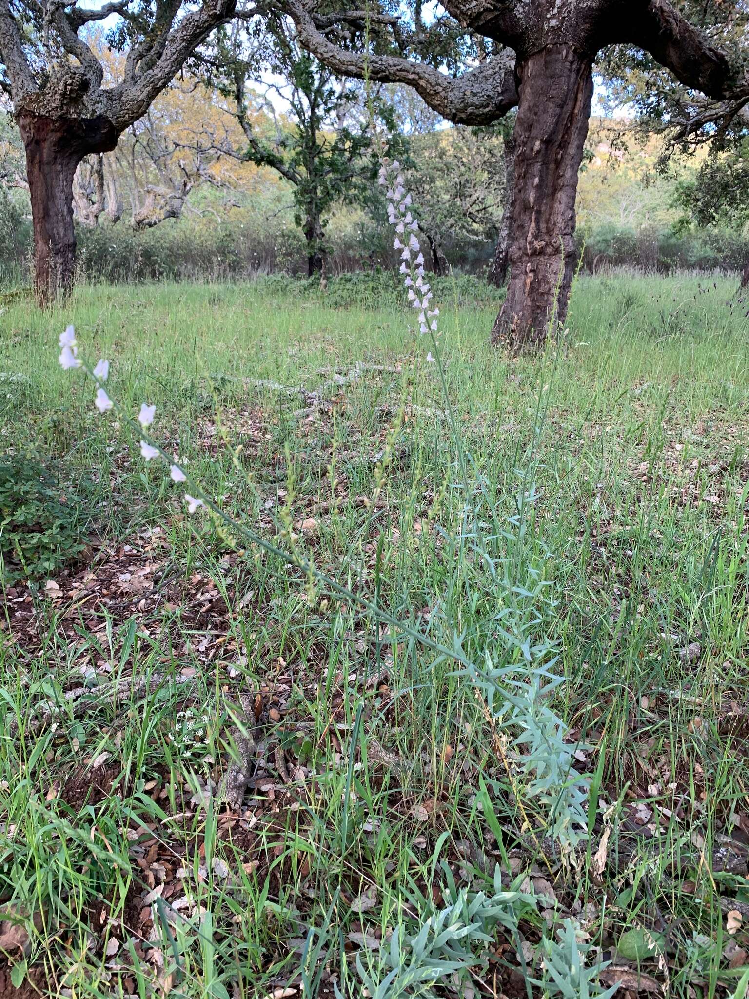 Image of Linaria nivea Boiss. & Reuter