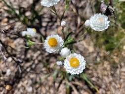 Image of Waitzia suaveolens (Benth.) Druce