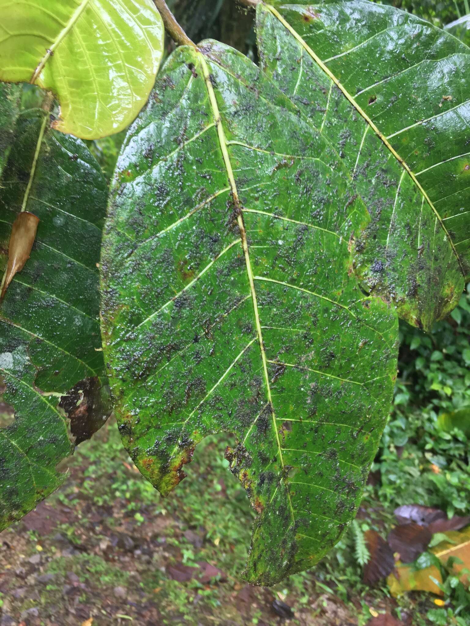 صورة Ficus macbridei Standl.