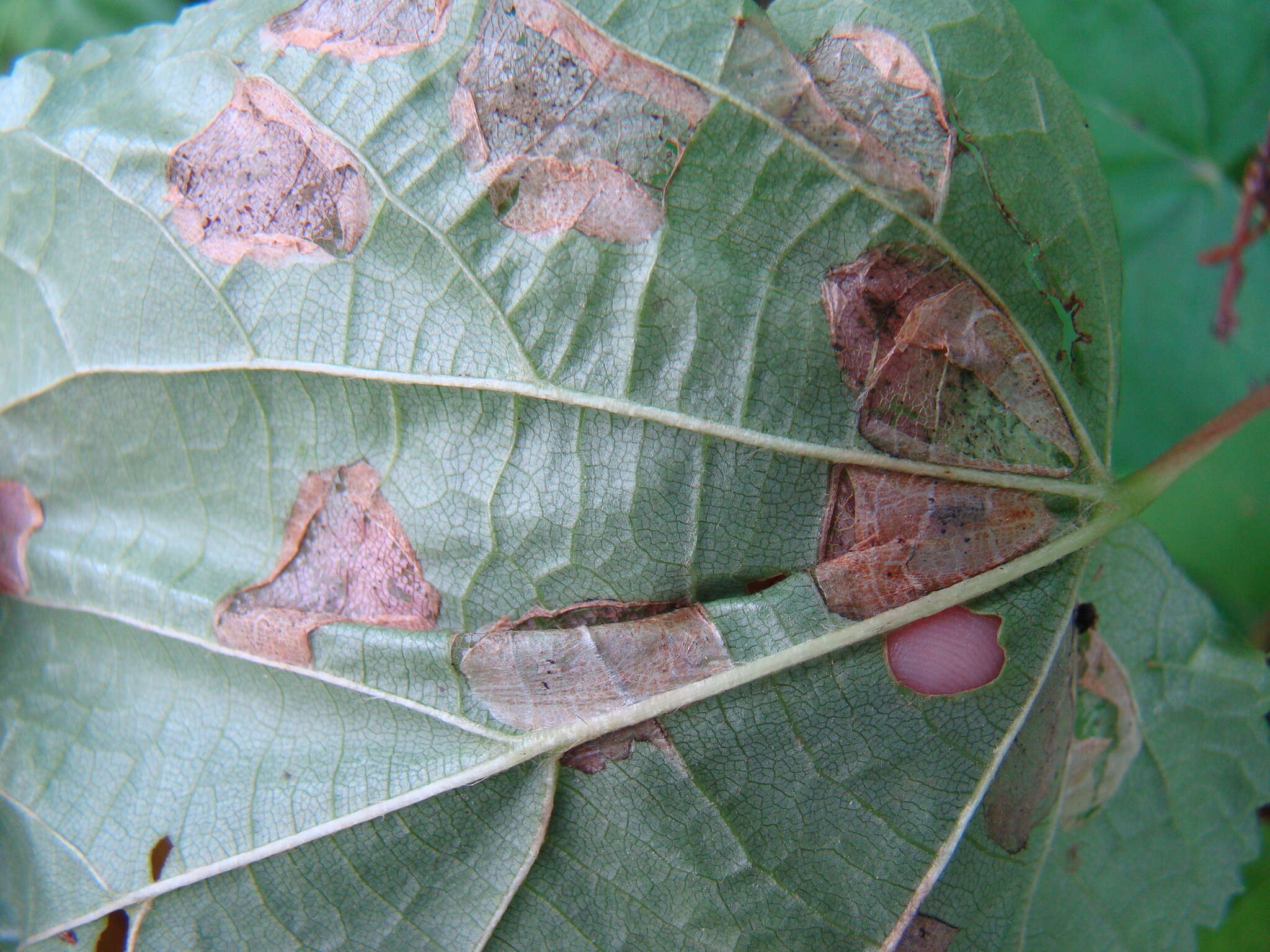 Phyllonorycter issikii (Kumata 1963) resmi