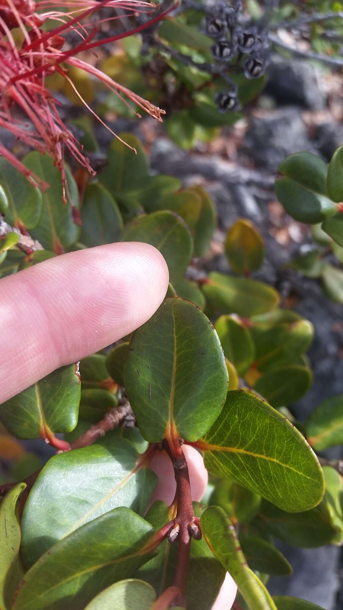 Imagem de Metrosideros polymorpha var. lutea H. Mann