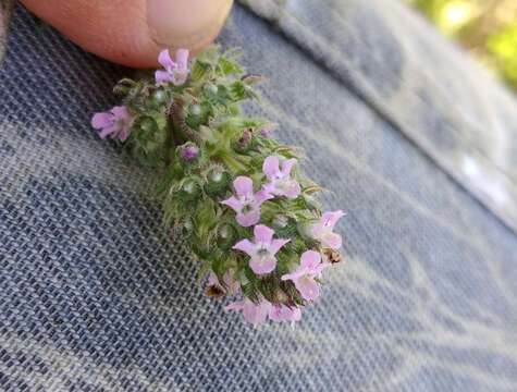 Image of Thymus dacicus Borbás