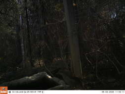 Image of Terrestrial Brownbul