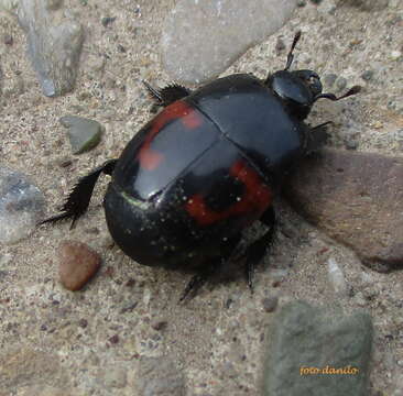 Image of Hister quadrimaculatus Linnaeus 1758