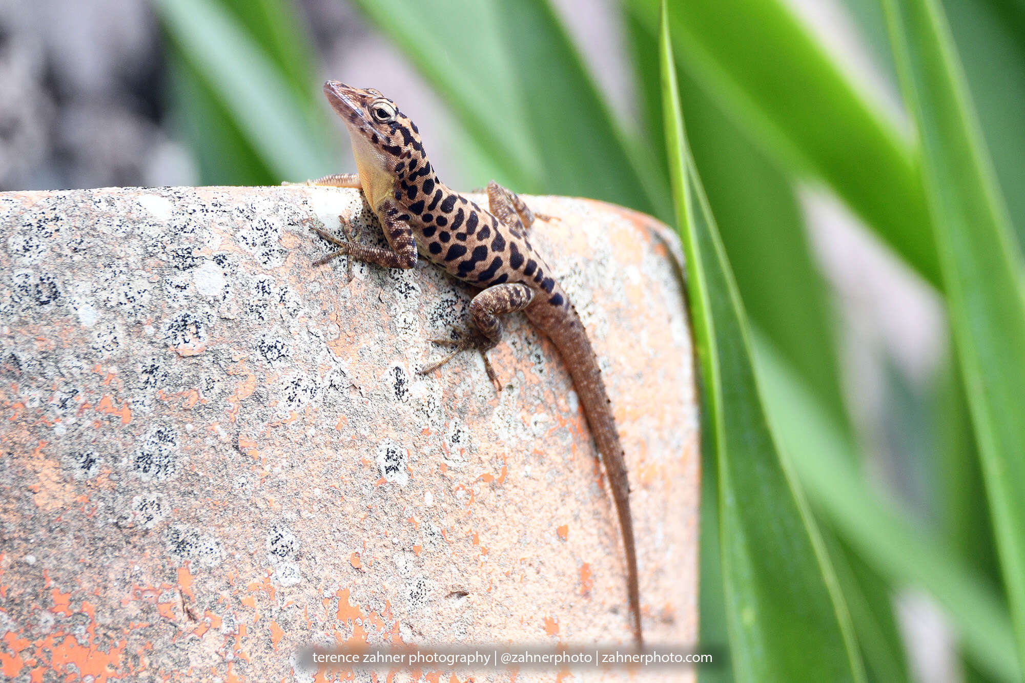 Image of Saban Anole