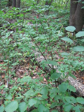 Image of Euonymus verrucosus Scop.