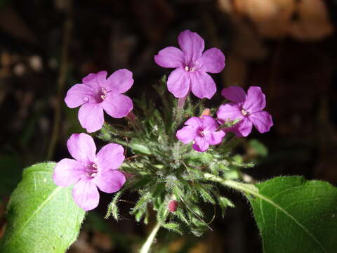 Image of Ruellia inundata Kunth