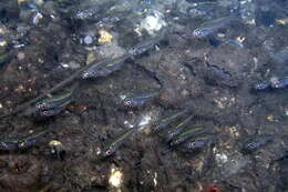 Image of Port Jackson glassfish