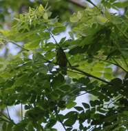 Image of Vanuatu White-eye