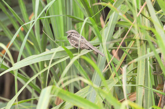 Image of Ladder-tailed Nightjar