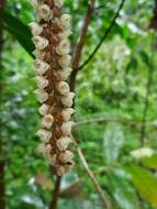 Image of Common rattlesnake orchid