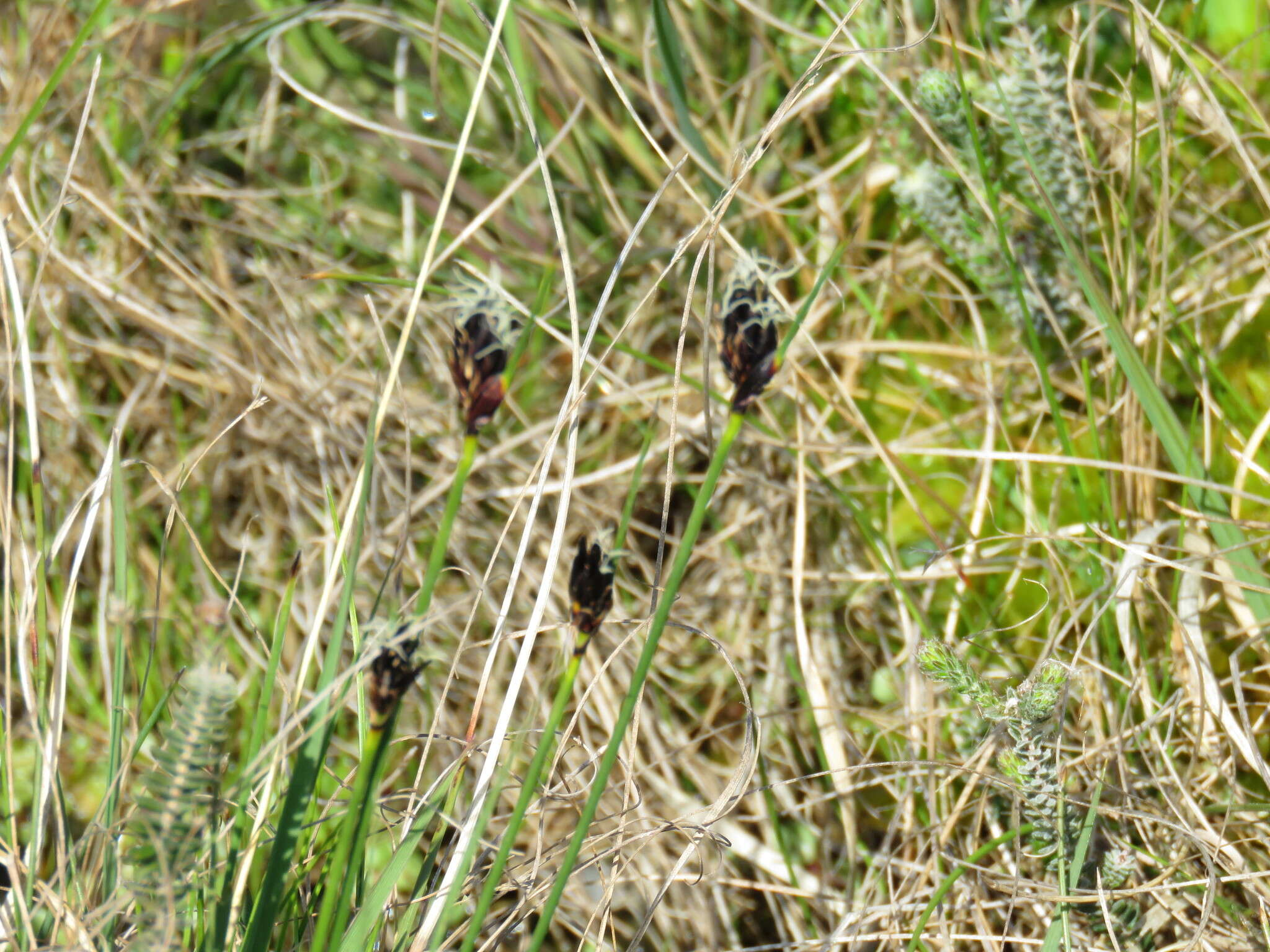 Schoenus nigricans L. resmi