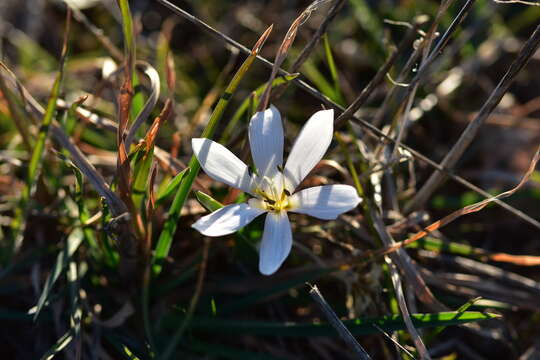 Image of Colchicum hungaricum Janka